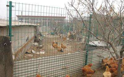 养殖围栏:散养鸡围网 养鸡场围栏【详细介绍】