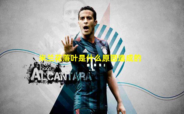 米兰花落叶是什么原因造成的